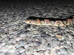 Rhinocheilus lecontei