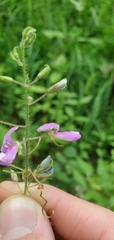 Desmodium canescens