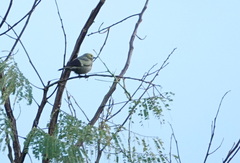 Thraupis palmarum