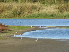 Callonetta leucophrys