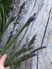 Verbena hastata