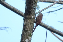 Lepidocolaptes lacrymiger