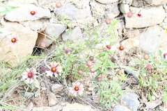 Gaillardia mexicana