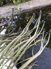 Verbena hastata