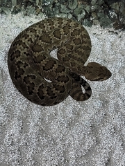 Crotalus scutulatus
