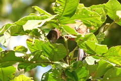 Ramphocelus carbo