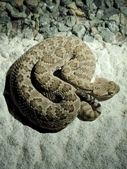 Crotalus scutulatus