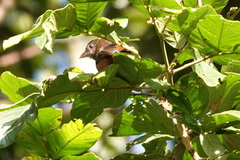 Ramphocelus carbo