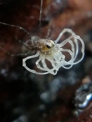 Rilaena triangularis