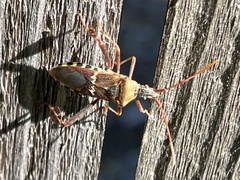 Leptoglossus clypealis