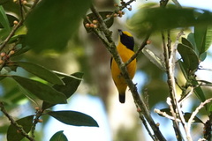 Euphonia laniirostris