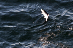 Oncorhynchus kisutch