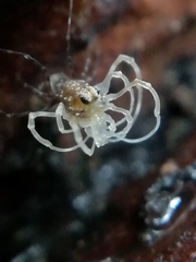 Rilaena triangularis