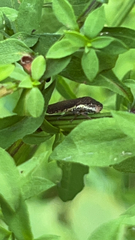 Paraulacizes irrorata