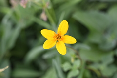 Sclerocarpus uniserialis