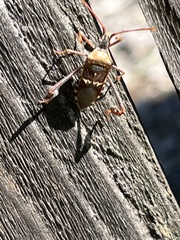 Leptoglossus clypealis