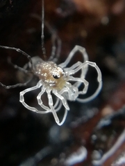 Rilaena triangularis