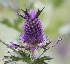 Eryngium leavenworthii