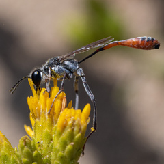 Ammophila