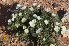 Monsonia