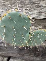 Opuntia lindheimeri