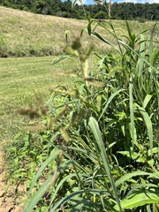 Echinochloa muricata