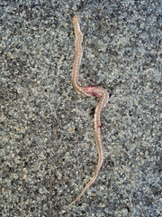 Arizona elegans philipi