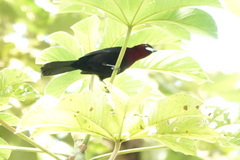 Ramphocelus carbo