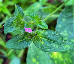 Elephantopus carolinianus