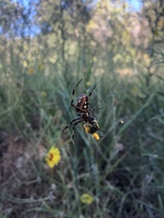 Araneidae