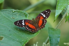 Anartia amathea