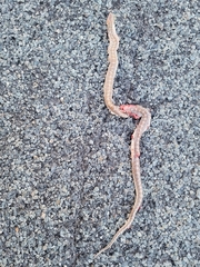 Arizona elegans philipi