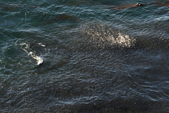 Oncorhynchus kisutch