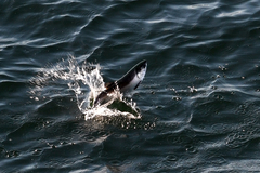 Oncorhynchus kisutch