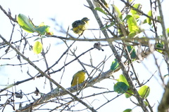 Euphonia chrysopasta