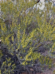 Acacia wilhelmiana