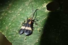 Calopteron