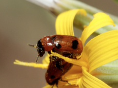 Coptocephala scopolina