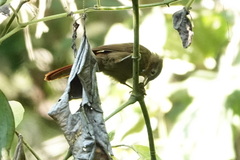 Anabacerthia striaticollis