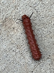 Anisota oslari