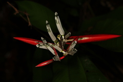 Heliconia acuminata