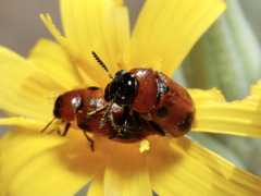 Coptocephala scopolina