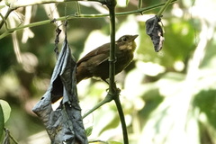 Anabacerthia striaticollis