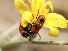 Coptocephala scopolina