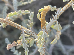 Errazurizia benthamii