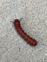 Anisota oslari