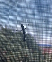 Pseudomantis albofimbriata