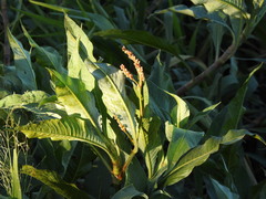 Persicaria ferruginea