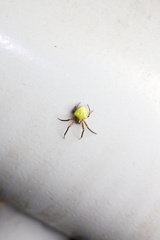 Araneus viridiventris