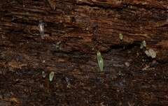 Gloeomucro dependens